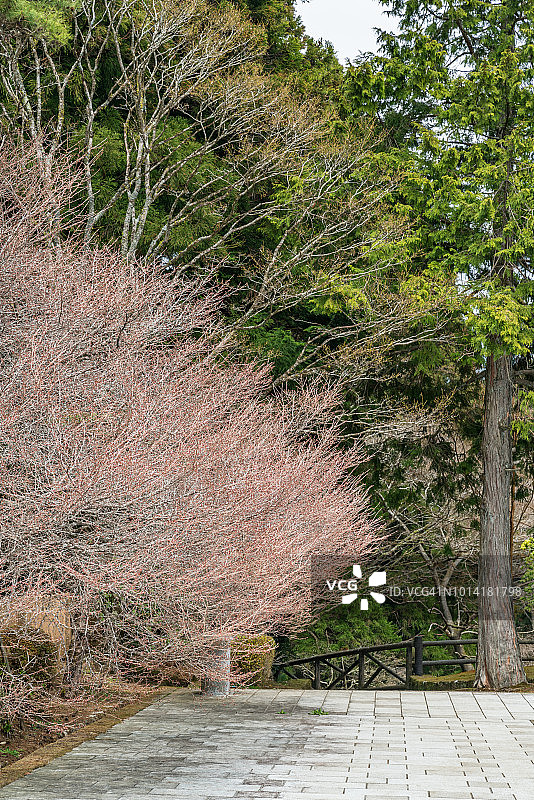 日本箱根的樱花街道，四月春季图片素材