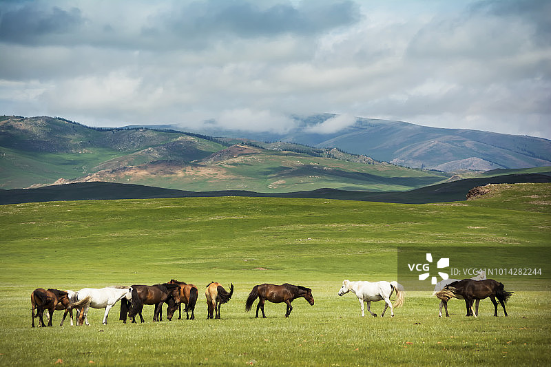 蒙古国景观图片素材
