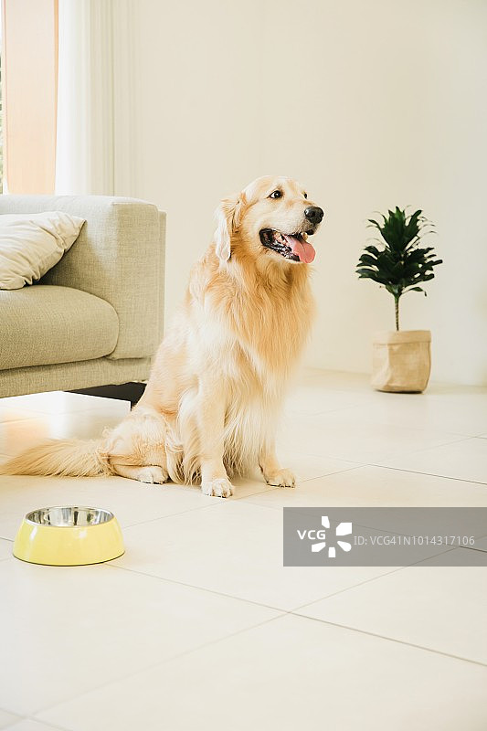 坐在客厅里的金毛寻回犬图片素材