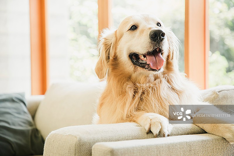 金毛犬坐在客厅的沙发上图片素材