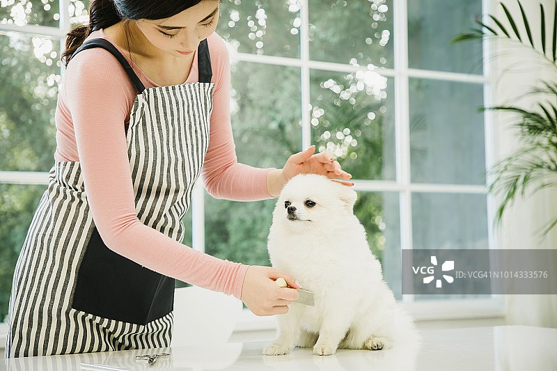 宠物美容师为小狗修剪毛发图片素材
