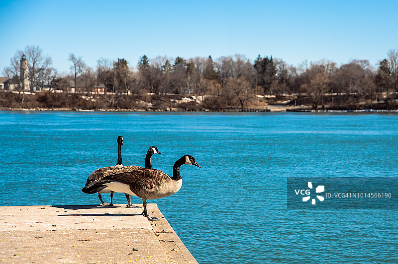 尼亚加拉河和安大略湖旁的鸭子图片素材