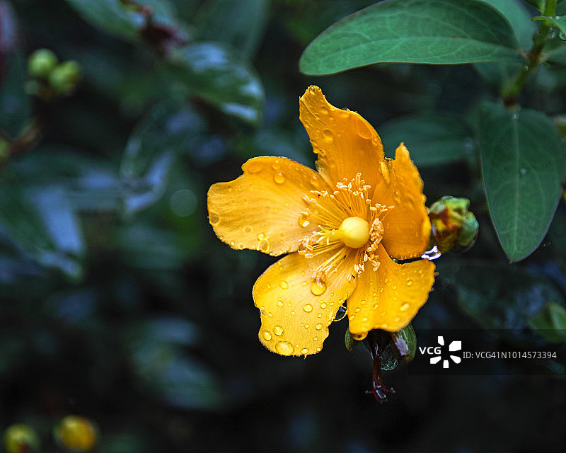 地耳草图片素材