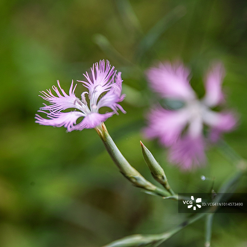 石竹类植物图片素材