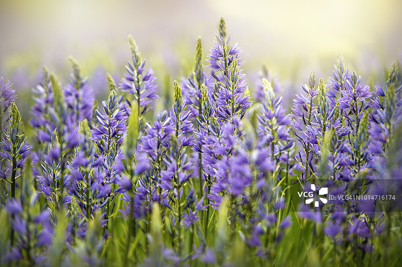 春天开花的紫色卡米西亚花朵在阳光下特写图片素材