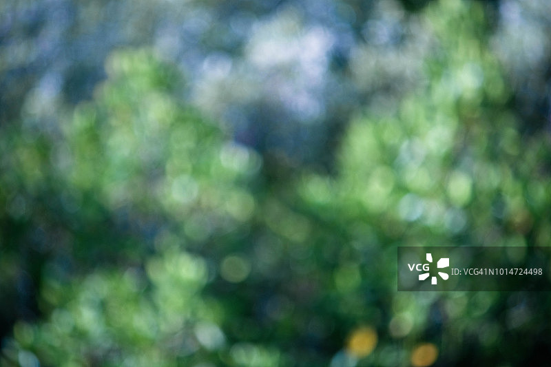 森林散景镜头效果图片素材