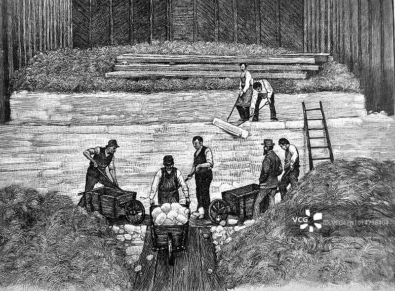 成年男人储存棉花-1895年图片素材