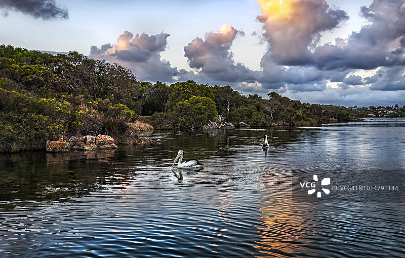 澳大利亚西澳大利亚州奥古斯塔布莱克伍德河日落时分的鹈鹕图片素材