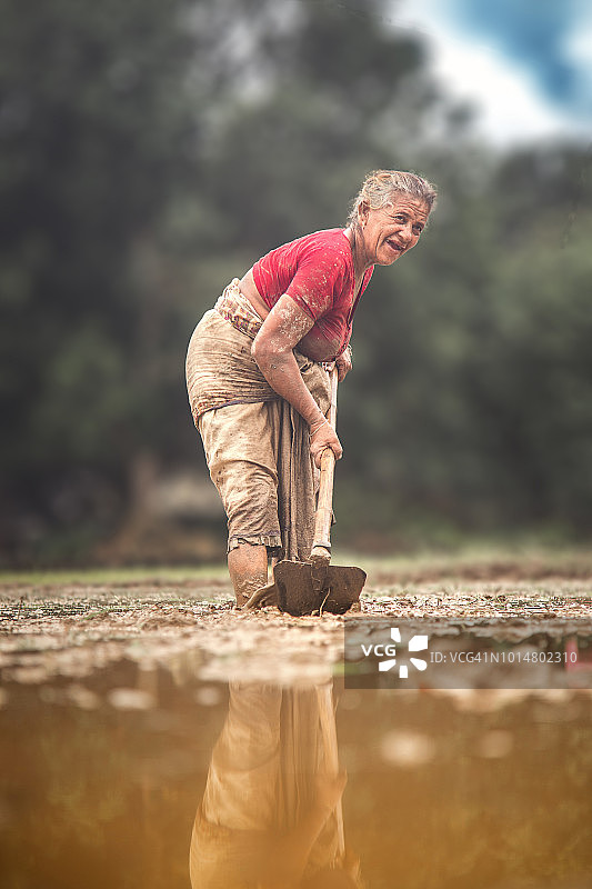 在稻田中用锄头劳作的女农民图片素材