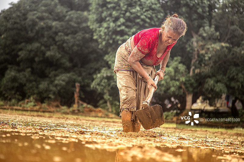 在稻田中用锄头劳作的女农民图片素材