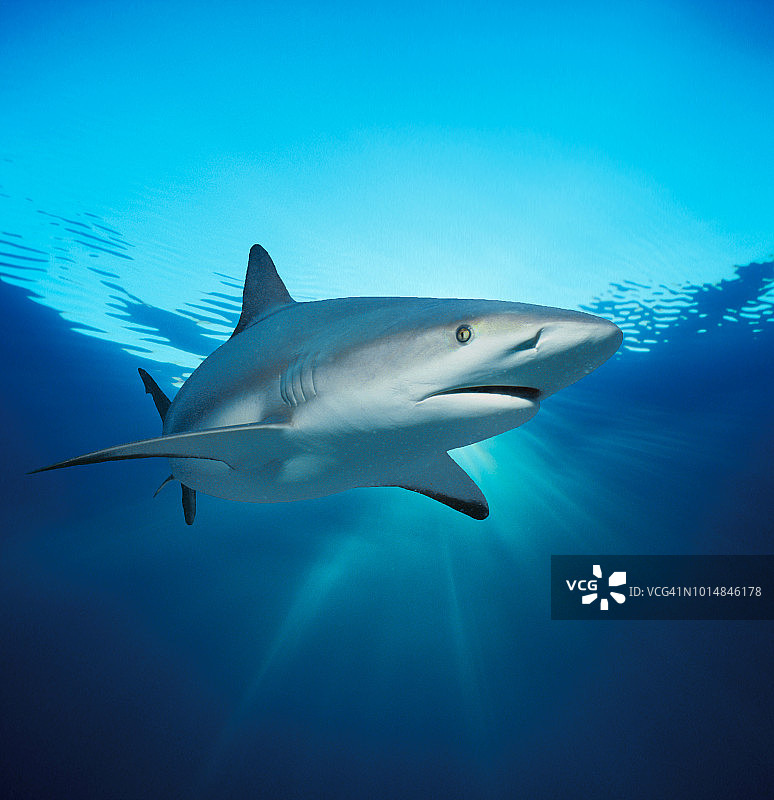 加勒比海礁鲨图片素材