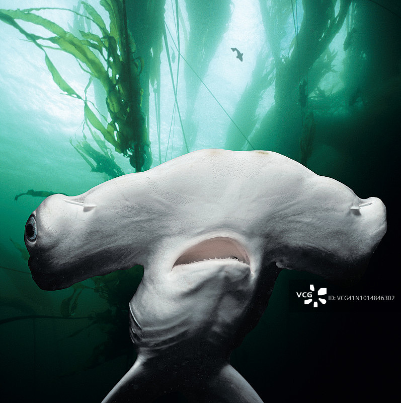 扇形双髻鲨幼鲨图片素材