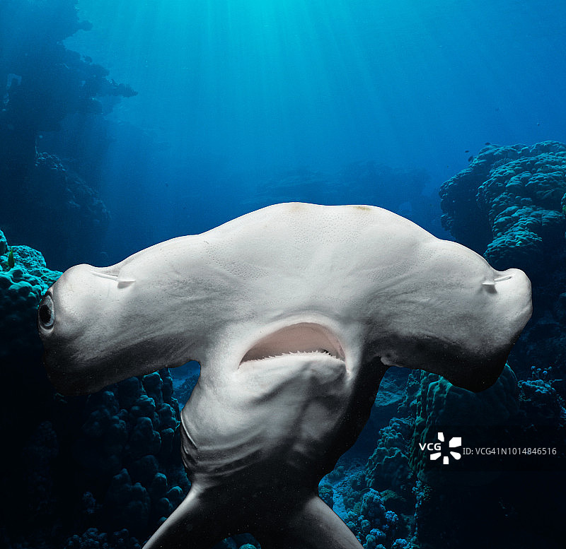 扇形双髻鲨幼鲨图片素材