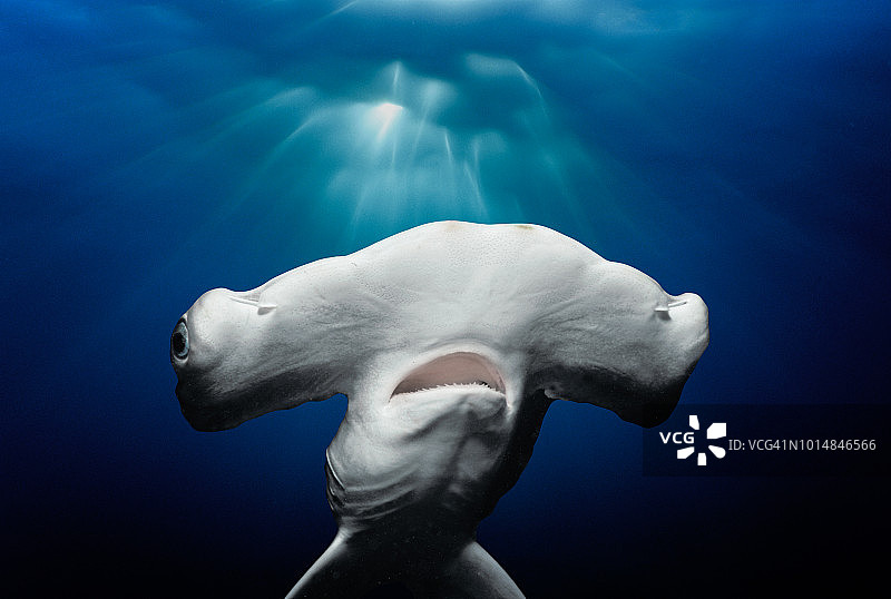 扇形双髻鲨幼鲨图片素材