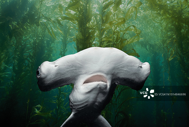 扇形双髻鲨幼鲨图片素材