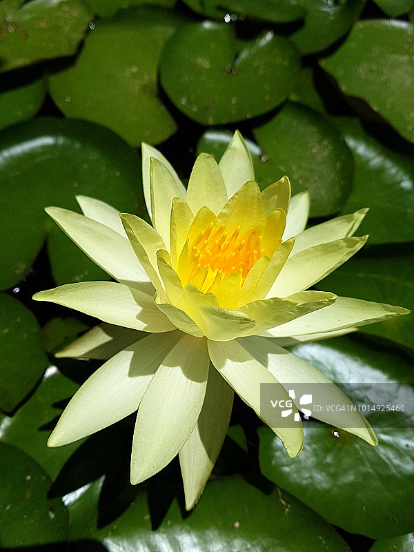 池塘里的黄色睡莲图片素材