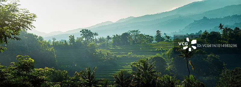 巴厘岛北部梯田全景图片素材