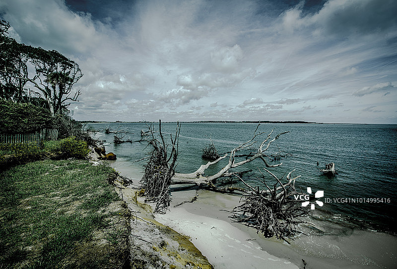 美国佛罗里达州有古树的海滩图片素材