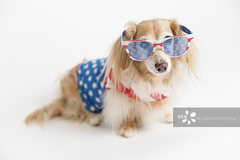 爱国狗狗图片素材