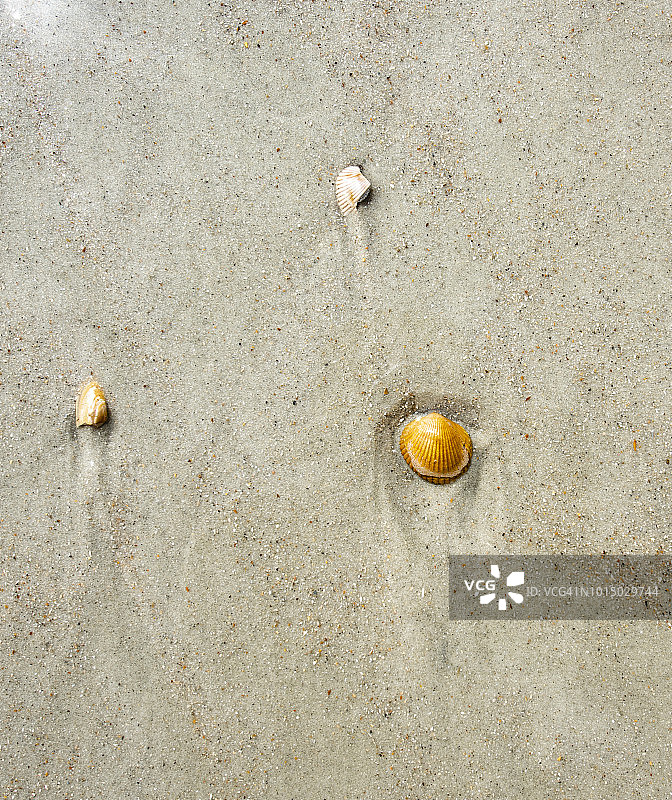 贝壳和沙子图片素材