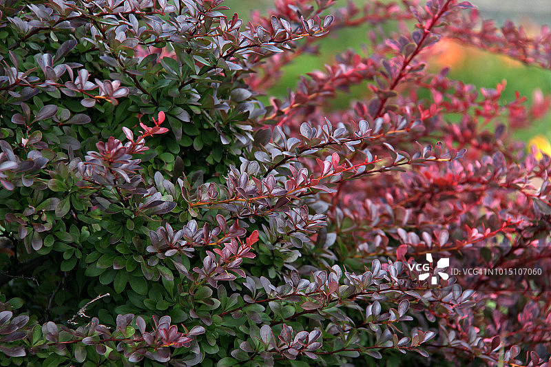 日本小檗图片素材