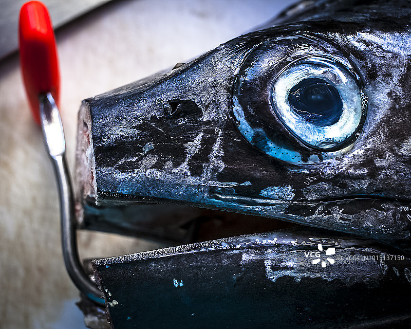 太平洋蓝枪鱼头部在砧板上的特写图片素材