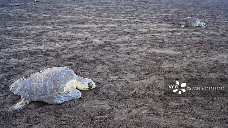 丽龟，哥斯达黎加图片素材