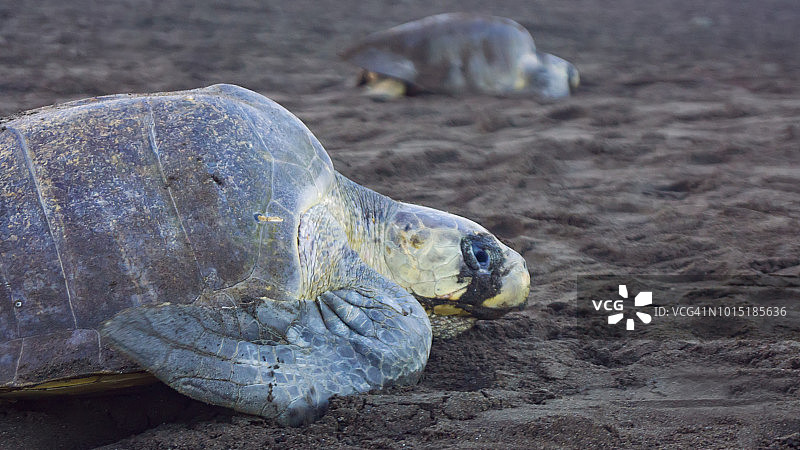 丽龟，哥斯达黎加图片素材