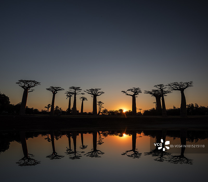 马达加斯加猴面包树大道风光图片素材