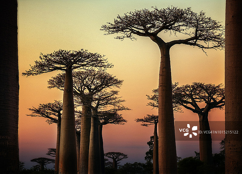 马达加斯加猴面包树大道风光图片素材