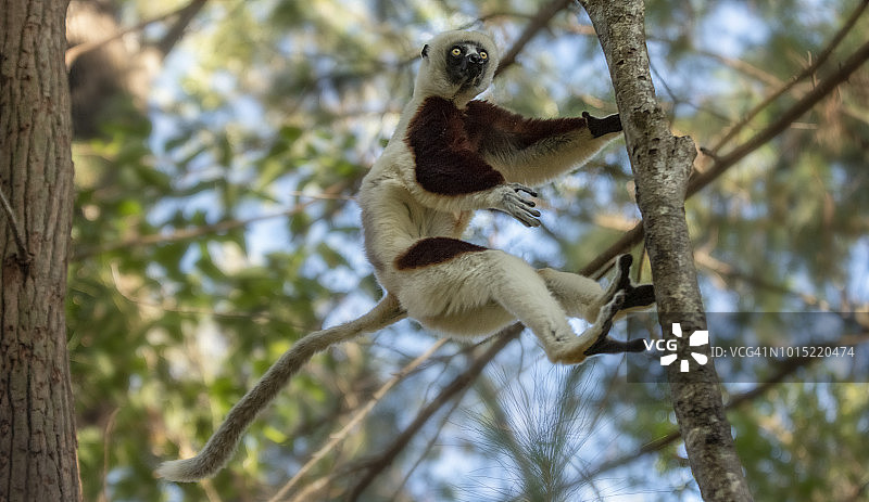 柯克雷尔冕狐猴，马达加斯加图片素材