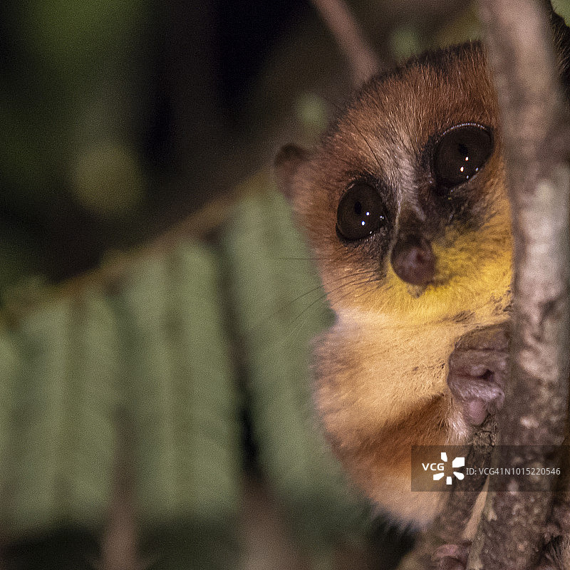 马达加斯加的夜间鼠狐猴图片素材