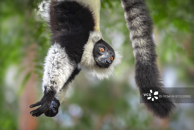 马达加斯加瓦科纳保护区黑白领狐猴图片素材