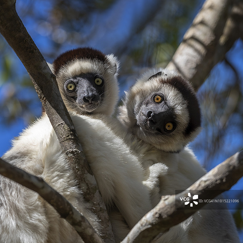 柯克瑞狐猴，马达加斯加图片素材