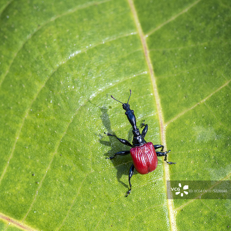 马达加斯加长颈象鼻虫图片素材