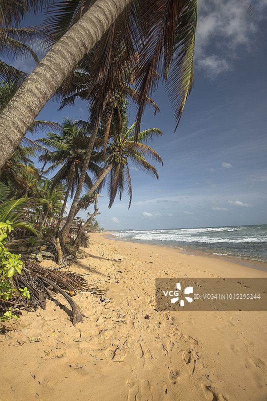 希卡杜瓦海滩、沙滩和棕榈树图片素材