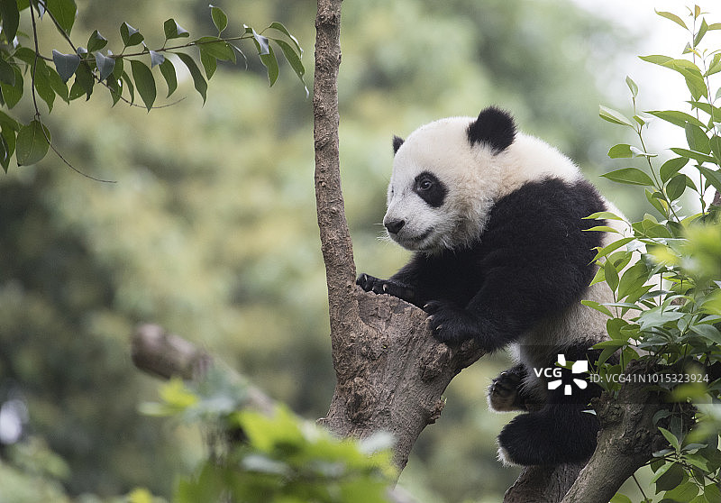 大熊猫图片素材