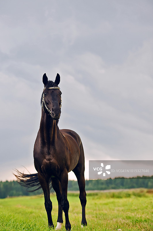 黑色种马在壮丽天空背景下的田野里摆姿势图片素材