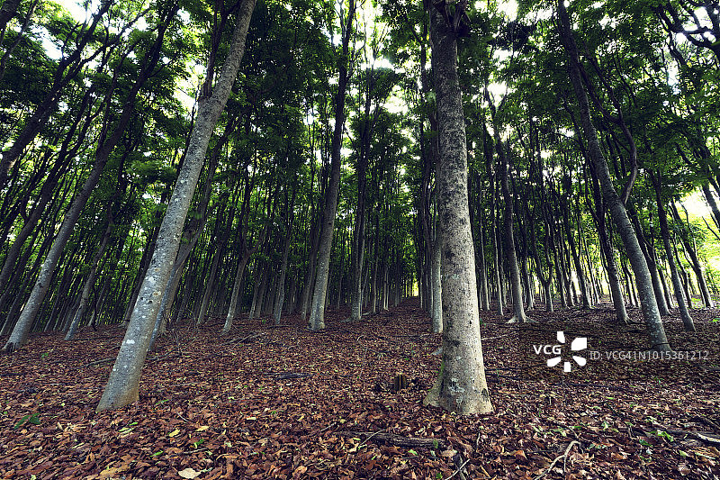 南非马戈巴斯克卢夫种植园中，成排的高大树木长着棕色叶子图片素材