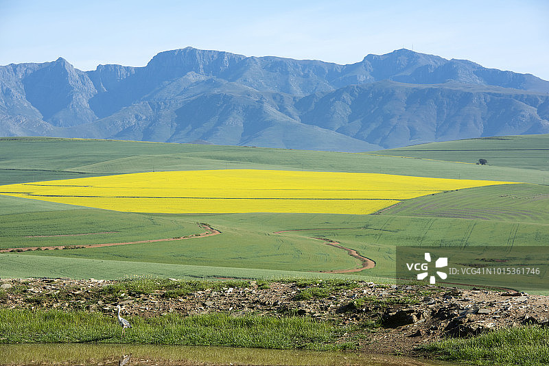 开花的油菜田，水坝边的苍鹭，远处是里维尔松德伦德山脉，南非西开普省奥弗贝格图片素材