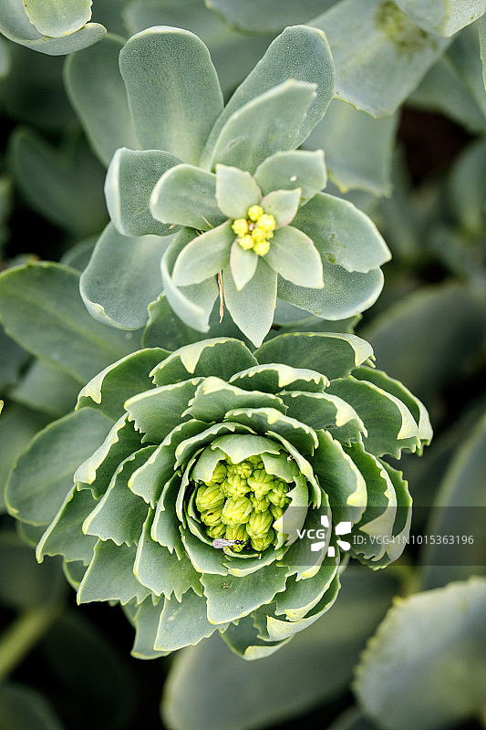 红景天图片素材