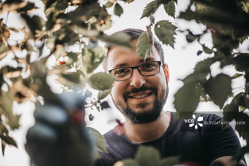 在森林里采摘野生浆果图片素材