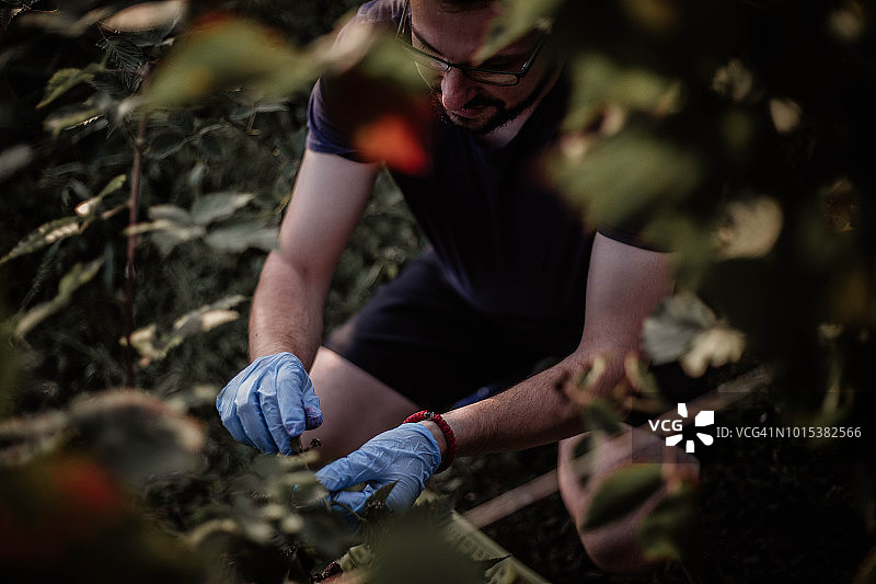 男人采摘浆果图片素材