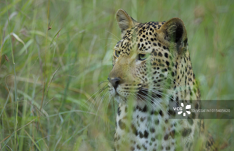 猎豹：非洲大型猫科动物中最不喜社交，可能也是最美丽的图片素材