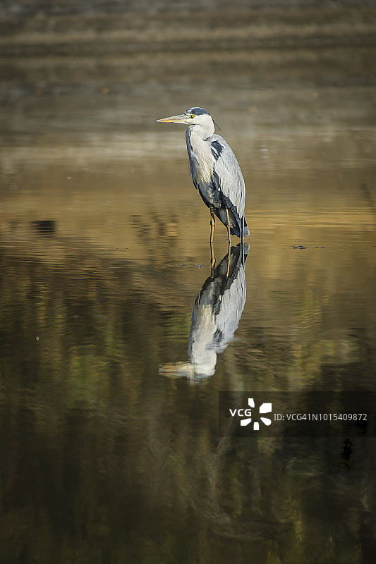 一只安静而耐心地站在水中的苍鹭(Ardea cinera)。侧面轮廓全彩色水平图像,Thanda Game Reserve,南非夸祖鲁-纳塔尔省图片素材