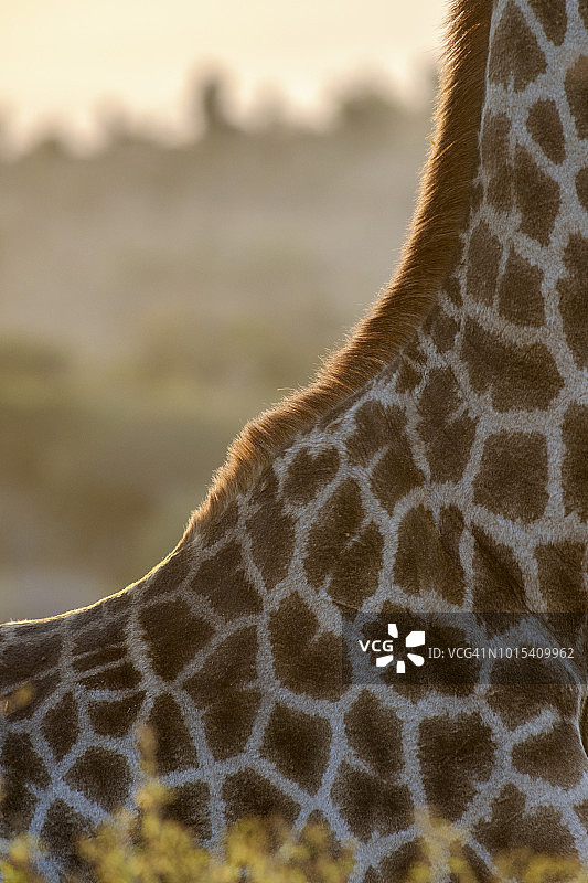 夸祖鲁-纳塔尔省坦达禁猎区：平静站立的长颈鹿图片素材