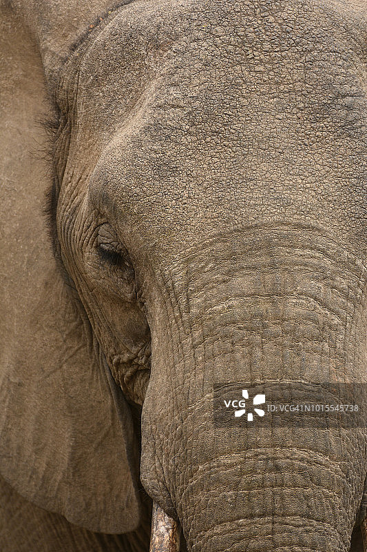 大象面部图片素材