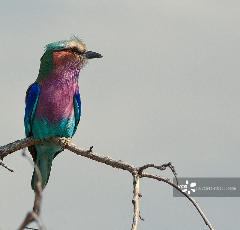 淡紫色襟辊图片素材