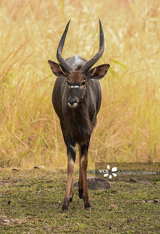 雄性尼亚拉图片素材