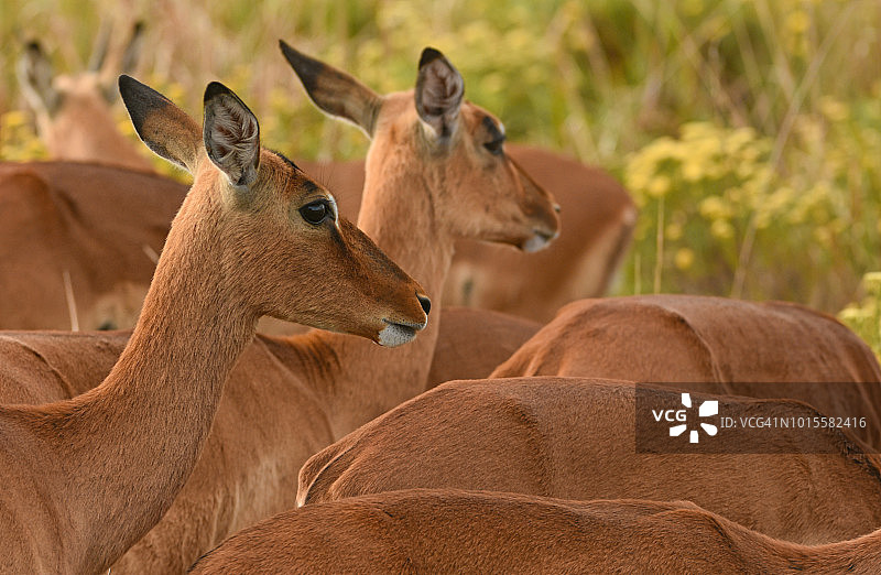 一群黑斑羚图片素材